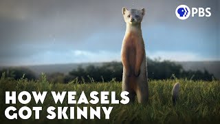 How Weasels Got Skinny [upl. by Hillel728]