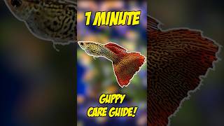 Guppy Care Guide  1 Minute Care Guide [upl. by Alford]