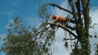 Tree Cutting Tree Surgeon Climbing Arborist [upl. by Tingey968]