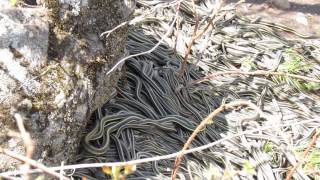 Common Garter Snake redsided at hibernaculum southeastern SK Canada May 1613 [upl. by Nnyrat]