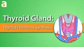 Thyroid Gland Thyroid Hormone Synthesis [upl. by Carlye]