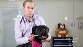 Vet Tutorial  How to Brush a Dogs Teeth [upl. by Toffic]