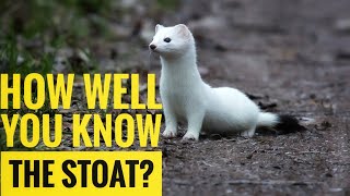 Stoat  Description Characteristics and Facts [upl. by Fennell]