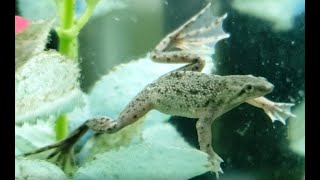 Introduction to African Dwarf Frogs Episode 1 [upl. by Octavla601]