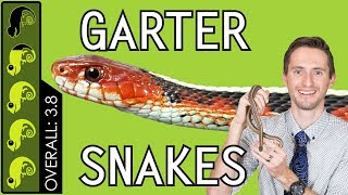 Garter Snake The Best Pet Snake [upl. by Ocire]