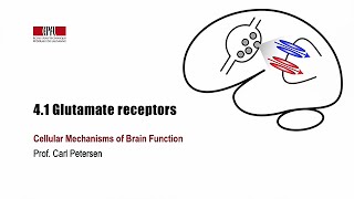 41 Glutamate receptors [upl. by Aerised]