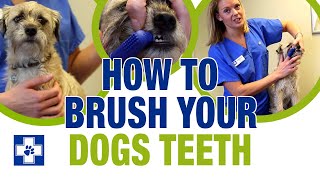 How to brush your dogs teeth [upl. by Ahsla]