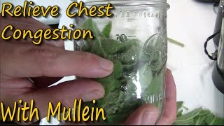 How To Make Mullein Tincture amp Its Uses [upl. by Jamima7]