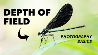 How to Use Depth of Field in Photography  Explained [upl. by Wells]