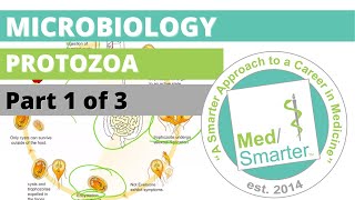 Protozoa  Microbiology  USMLE STEP 1  Part 1 of 3 [upl. by Nosnibor]