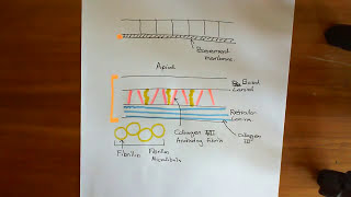 The Basement Membrane [upl. by Noimad]