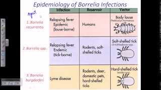 Borrelia sp [upl. by Hgielac]