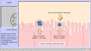 Life cycle of Cryptosporidium parvum [upl. by Alrich]