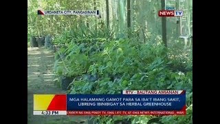 Mga halamang gamot para sa ibat ibang sakit libreng ibinibigay sa herbal greenhouse [upl. by Nyrehtac]