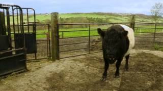 Belted Galloway cattle [upl. by Eednak]