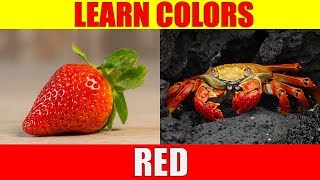 Cochineal Bugs Create Red Dye A Moment in Science [upl. by Ronnica215]