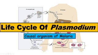 Life Cycle of Plasmodium  Malarial Parasite [upl. by Verda]