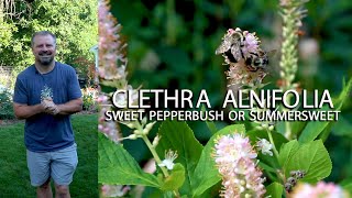 Summersweet  Fragrant Pollinators Fall Color Native  Clethra Alnifolia [upl. by Yacov]