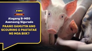 Paano gamutin ang piglet scouring o pagtatae ng mga biik [upl. by Barcot154]