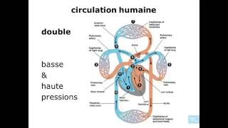 Description des pathologies et maladies pulmonaires [upl. by Ynnohj]