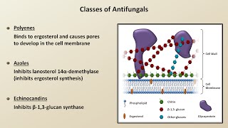 Antifungals Fungal Infections  Lesson 4 [upl. by Nosneh]