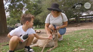 LONE PINE KOALA SANCTUARY [upl. by Eelarak261]