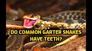 Do Common Garter Snakes Have Teeth [upl. by Analim]