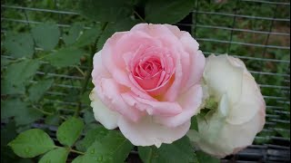 Romantic Eden Rose  Rosa “Pierre de Ronsard” Climbing Rose first blooms [upl. by Anikal663]