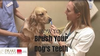 Tutorial How to Brush Your Dogs Teeth [upl. by Oliy]