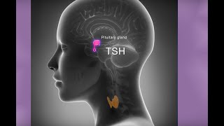 THYROID REPLACEMENT AND TSH TARGET AFTER SURGERY [upl. by Gavra]