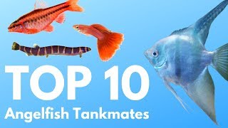 Angelfish Tankmates 10 Fish You Can Keep with Angelfish [upl. by Nuahsar484]