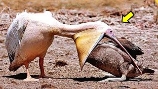 AVES Que COMEN A Otras AVES  El Apetito voraz del pelícano 😱😱 [upl. by Schoenburg]