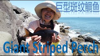 Ocean Shores North Jetty Fishing in Washington Fishing Tips amp Skills Huge Striped Perch [upl. by Gothart]