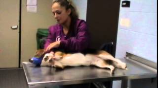 Canine Restrain in Lateral Recumbency [upl. by Josh]