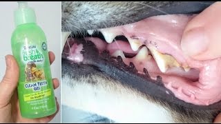 Tropiclean Fresh Breath Dog Teeth Cleaning Gel Review [upl. by Kwok570]