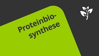 Erläuterung der Proteinbiosynthese  Biologie  Genetik [upl. by Archer]