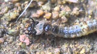 Fishing larvae of tiger beetles [upl. by Seigler]