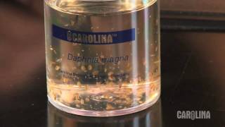 How to Care for Daphnia [upl. by Hinman27]