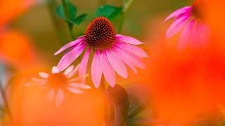 CREATIVE FLOWER PHOTOGRAPHY TIPS  Using Shallow Depth Of Field [upl. by Nivrek]