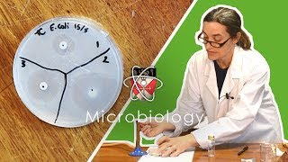 Microbiology  GCSE Science Required Practical Triple [upl. by Lemkul]