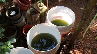 How to grow Green Water Algae [upl. by Noreh172]