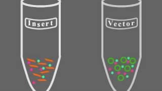 Key Steps of Molecular Cloning [upl. by Campagna367]