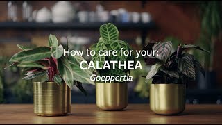 How to care for your Calathea  Grow at Home  RHS [upl. by Corel]