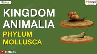 Kingdom Animalia Phylum Mollusca  iKen  iKen App  iKen Edu [upl. by Stoneham]