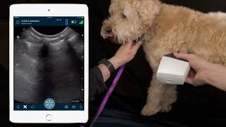 How To Perform Ultrasound On Dogs Lungs  Dr Soren Boysen Demonstrates Using Clarius Ultrasound [upl. by Anailuj]