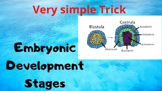 Mnemonic To Learn Stages of Embryonic Development [upl. by Rois383]