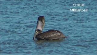 Brown Pelican  Plunge Dive Foraging Technique And Swallowing Jumping Fish Trapped Inside Pouchwmv [upl. by Anialeh]