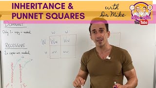 Inheritance and Punnett squares [upl. by Garson228]