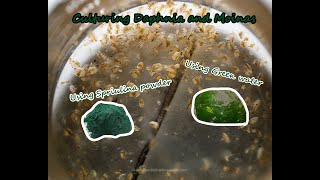 How To Culture Daphnia and Moinas using Green Water Spirulina powder [upl. by Auberon475]