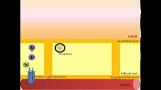 Thyroid Hormone Synthesis [upl. by Reffinnej]